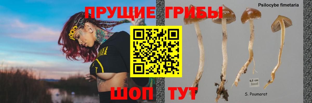 Обнинск  Галлюциногенные грибы Psilocybe  продажа наркотиков  Вход с VPN  Галлюциногенные грибы прущие грибы 